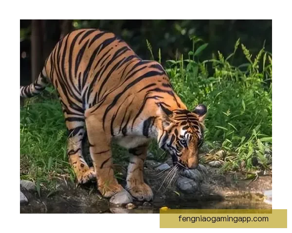 基杭印达斯特利亚小胜森玛提纳 展现坚韧攻防实力精彩对决